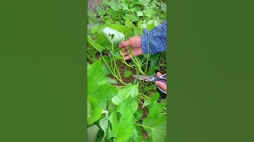 pluck the sweet potato leaves with sharp scissors #shorts