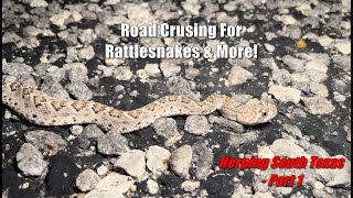 Rattlesnakes Galore and More - Herping South Texas (Part 1)