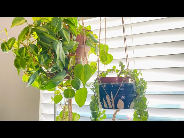 How to Make a Macrame Plant Basket — The Green Mad House