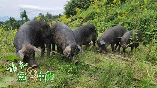 你见过养在大山里的跑山猪吗？养殖这种“野性”十足的猪究竟有什么特别方法？丨「谁知盘中餐」20220915