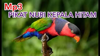 Nuri Kepala Hitam ||Mp3|| Masteran Pikat Terbukti Ampuh . . .