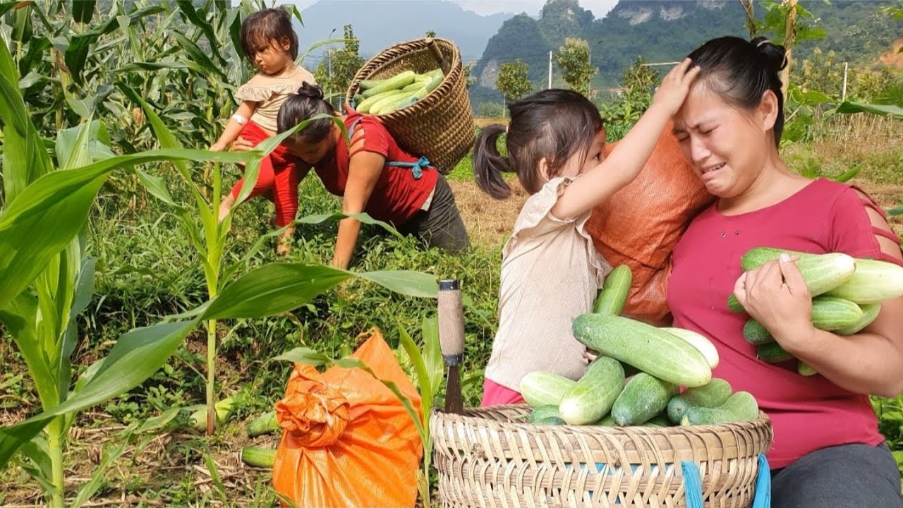 Harvest cucumbers for sell, daily life of a single mother. - YouTube