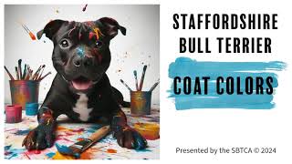 Staffordshire Bull Terrier Coat Colors