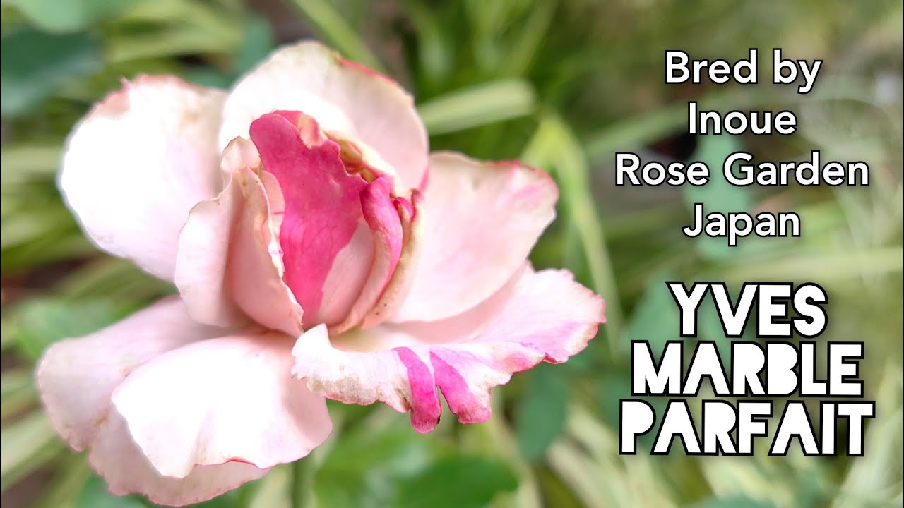 YVES MARBLE PARFAIT ROSE plant by Inoue Rose Garden Japan バラ