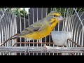 Mozambiquesijs x Raza Espagnol zangfilm - Green singer x Canary - Serin de Mozambique x Canary