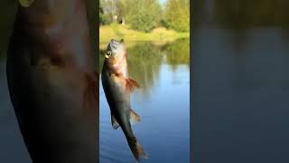 Ловля щуки и окуня #fishing #рыбалка #ловля
