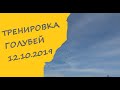 Тренировка голубей 12.10.2019 Открытие сезона