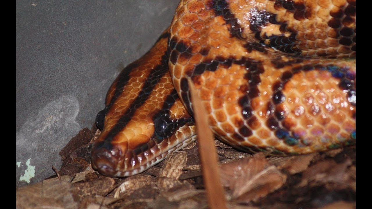 Reptile Collection July 2013 - YouTube