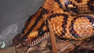 Reptile Collection July 2013