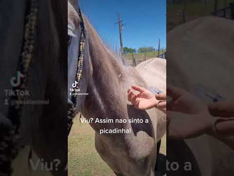 Vídeo: Ferrugem Sobre Pinho (11 Fotos): Tratamento Anti-ferrugem. Como Lidar Com A Ferrugem Das Agulhas De Pinheiro? Medicamentos Para O Tratamento Da Doença