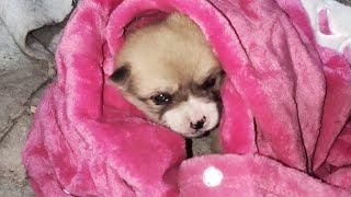 Nursing abandoned puppy, shivering, weeping, crying in blanket and falling asleep warm