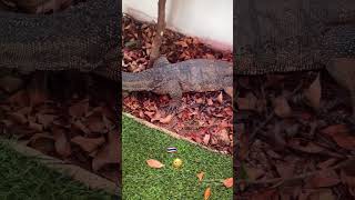 minding your own business in Thailand and then…. 🦖 | Asian Water Monitor | #thailandtravel #phuket