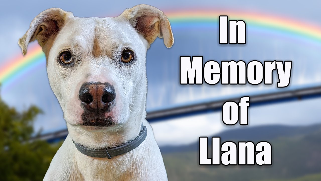 Прощание с лучшим другом моей собаки