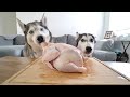 Left My Puppy Husky ALONE With a Whole Chicken..