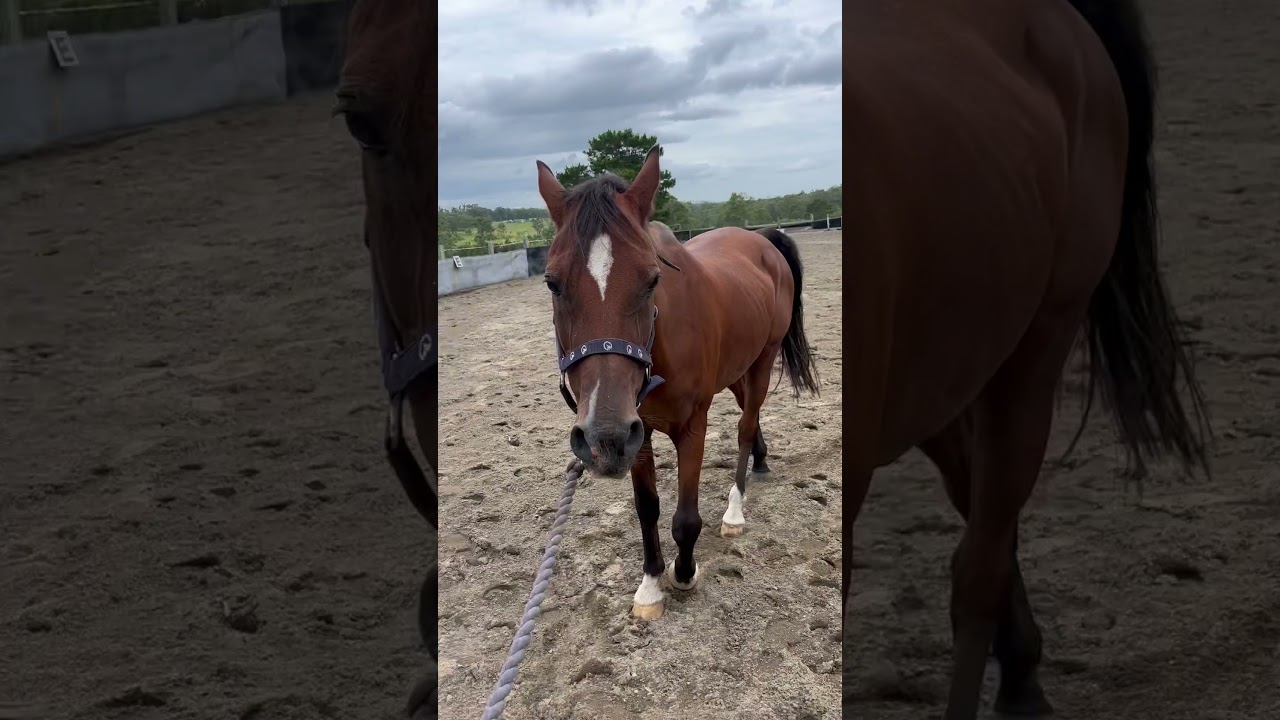 ACMEQU306- Horse 3 - Part C - cool down horse