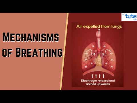 Mechanisms of Breathing in Human Beings | Class 12 Biology | Science | Letstute CBSE