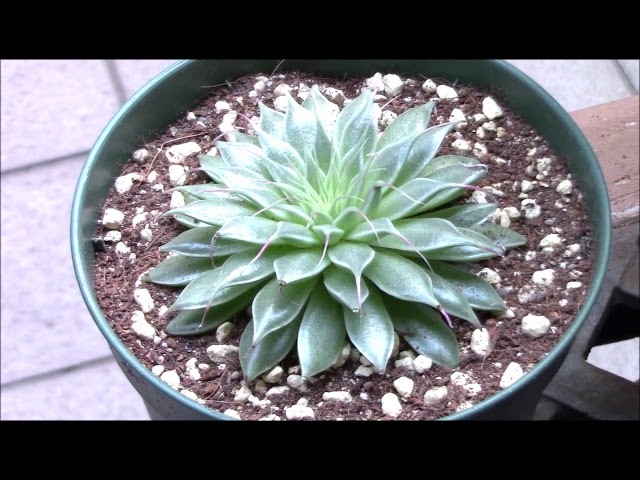 緑色のシルバースター多肉植物 多肉植物“シルバースター” グラプトベリア 品種紹介Succulent Garden