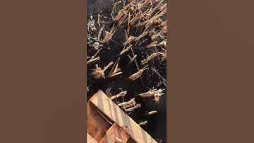 Muskrat trapping using floats
