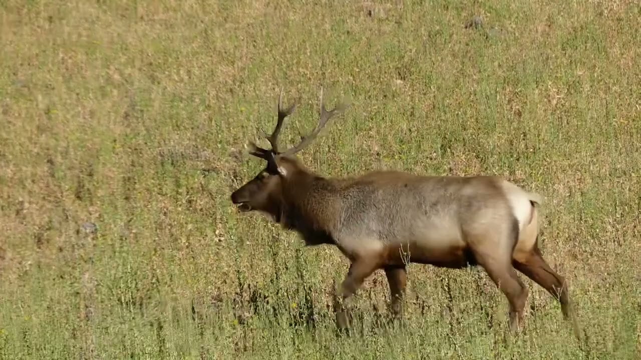 Raghorn bull doing a race Skype