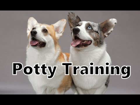 how do you potty train a corgi puppy