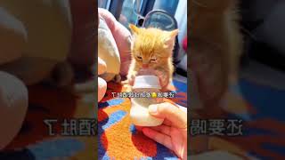 cat funny moment #reels #bgmi #youtubeshorts #youtubeshorts