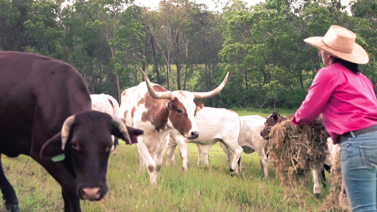 "Yalbaroo" 772 Cainbable Creek Rd Cainbable, Scenic Rim, Queensland
