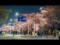 Seoul cherry blossom festival yeouido hangang park  best place to visit in korea 4kr