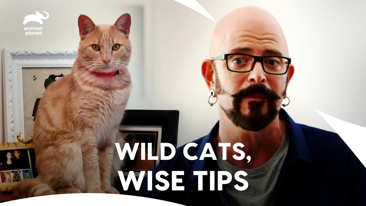 Jackson Galaxy’s Best Cat Advice for Stressed Owners | My Cat From Hell | Animal Planet