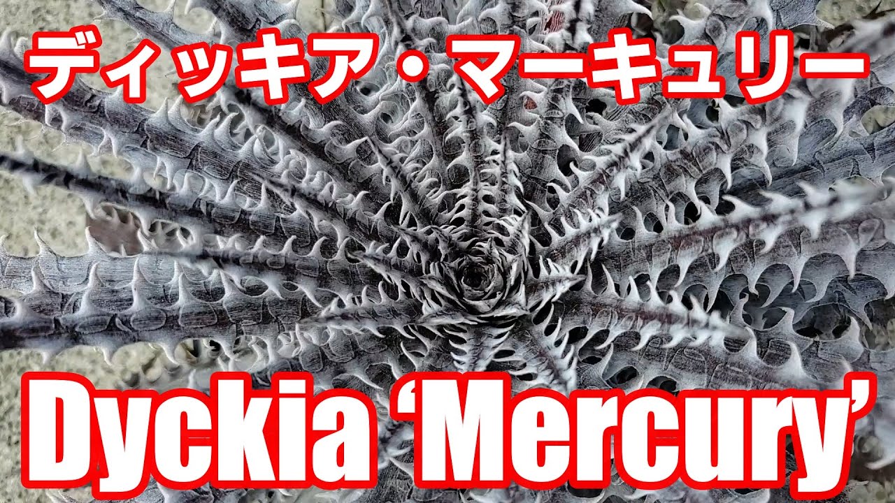 ディッキアの育て方 子株外し編 How To Grow Dyckia Removing Pups Dyckia Maniax ディッキア マニアックス By Nin Nin にんにん Youtube