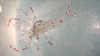 Shrimp Surgery - Removing a Parasitic Isopod from an Urocaridella antonbruunii Cleaner Shrimp