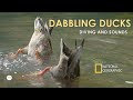 Dabbling ducks  funny diving and sounds