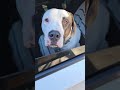 boop.. #pitbull #bully #doglover #pittie #bulldog #doglovers #dog #dogsofinstagram