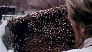 Biology : science studies the Africanized bee (1979)