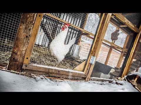 Vidéo: Garder Des Poulets à La Campagne En Hiver