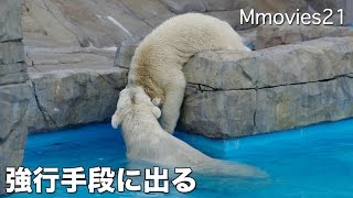 Polar Bear