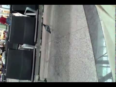 A Beautiful Pigeon at floor of IGI Airport lounge animal film genre