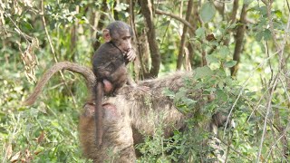 Olive Baboon Kenya Nyani オリーブヒヒ