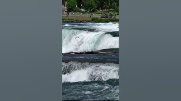 Thumbnail of Niagara Falls. A rare bird flies to the center of the waterfall.          #shorts