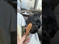 dog can’t decide which treat she wants so she tries them all 🐶 #shorts #dogs