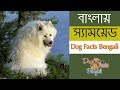 Samoyed dog facts bengali | Dogs and Pets | Dog facts bengali の動画、YouTube動画。
