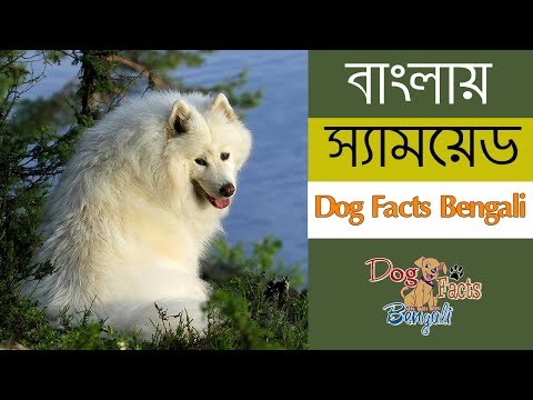 Video: Pinaka-Karamihan Ng Samoyed Dog Breed Bark, Ayon Sa Company Ng Dog Camera