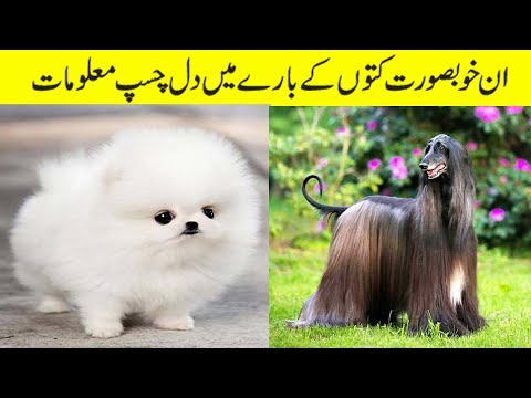 دنیا کے سب سے خوبصورت اور دلکش کتے | The Cutest Dog Breeds In The World | Facts in Urdu