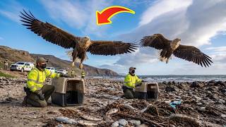 They Secretly Released 2 White-tailed Eagle Into a Dead Coast — Here’s What Happened Next