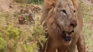 Best Lion Moments Part 1  Top 5  BBC Earth