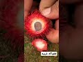 فاكهة الليتشي سبحان الخالق