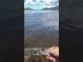 ROBALO FLECHA na ISCA ARTIFICIAL. #viral #viralshorts #shortvideo #shorts #fishing #fisherman