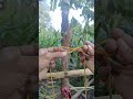 the fastest way to make a clove hitch knot!