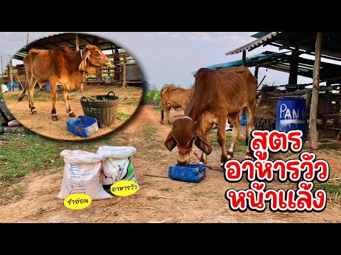 สูตรอาหารวัวหน้าแล้ง!! #คนเลี้ยงวัว #วัวไทยกี้ #หญ้าเนเปียร์