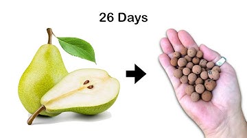 #119 How to Grow Pear Tree from Seed at Home? | Part 1 : 0-26 Days