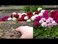 Comment et quand planter des pivoines pour une abondance de fleurs